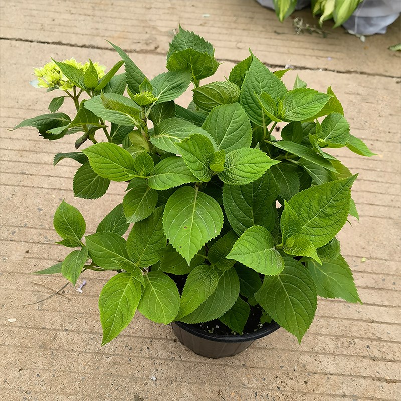 腾飞园艺 绣球花大苗无尽夏落跑新娘 种好庭院阳台精品盆栽绿植