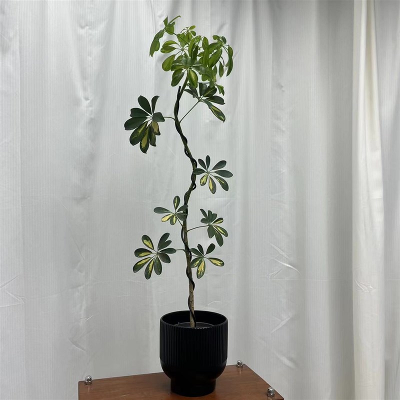 绿色捕手 造型花叶鸭脚木植物盆栽 金边鹅掌柴植物 室内耐阴