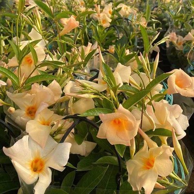 网红花卉杏色飘香藤盆栽花苗攀援爬藤花卉带庭院阳台客厅植物