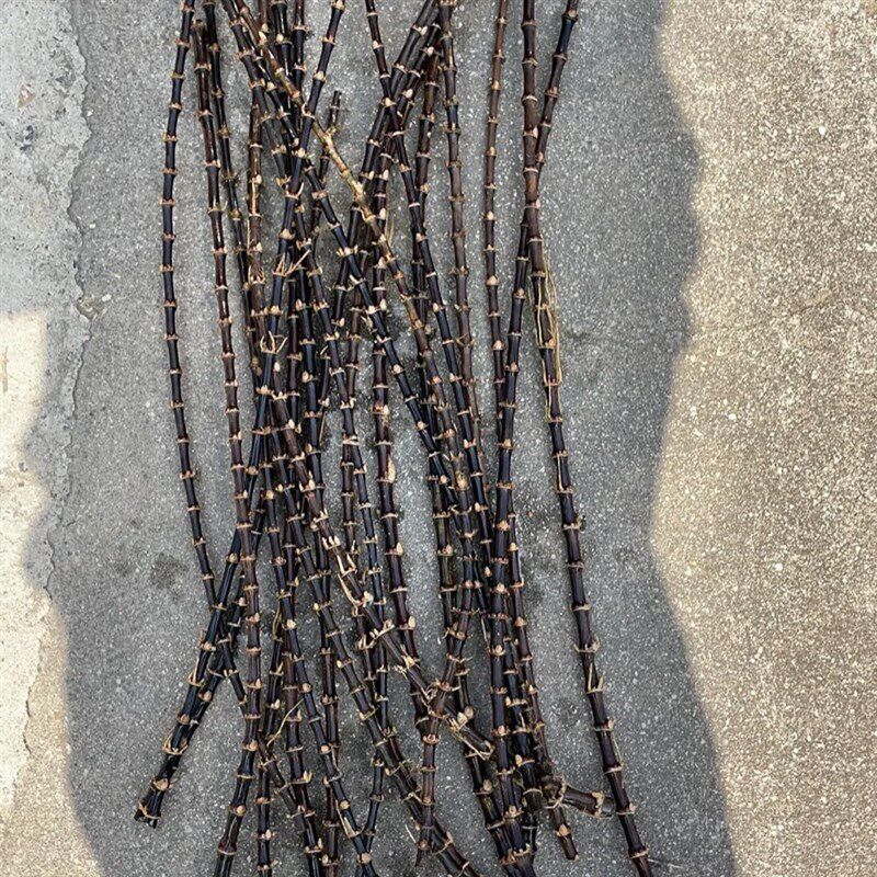 紫黑竹鞭实心紫竹根烟斗DIY耗材竹节烟斗柄原材料紫竹鞭手串竹编