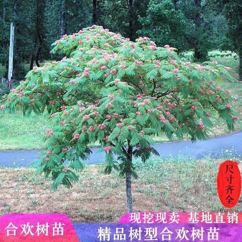 合欢树苗芙蓉树绒花树苗盆栽名贵花绿化庭院植物花卉荣华树风景树
