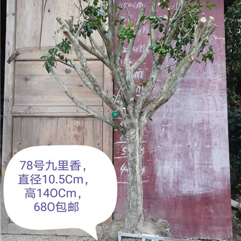 九里香盆景提根就里香老桩风景树室内绿植多花植物花浓香型植物