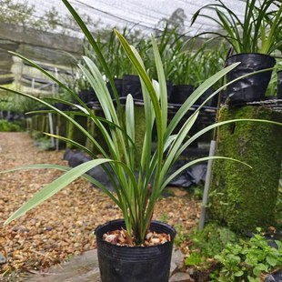 建兰小桃红夏天开花夏季带花苞出售裸根发货老爸的花圃值得信赖