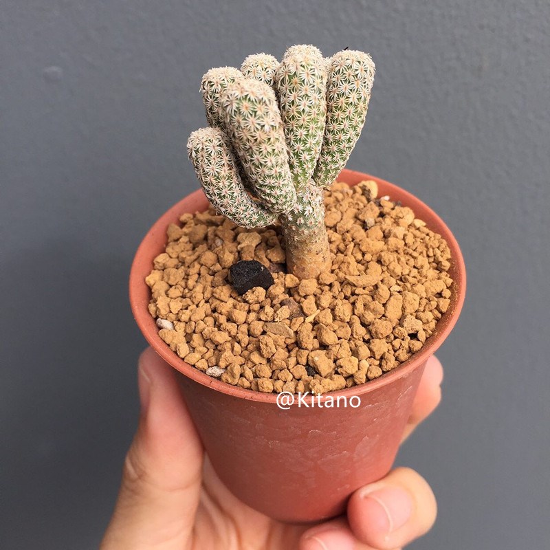 迷你牧师仙人球实生娇丽属 细条型趣味多肉植物室内桌面小盆栽