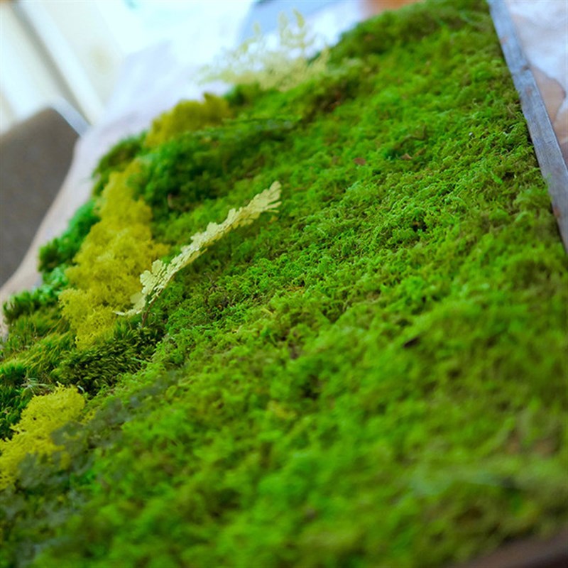 苔藓植物画玄关艺术设计师绿色茶室书房立体背景墙定制装饰诧寂图片