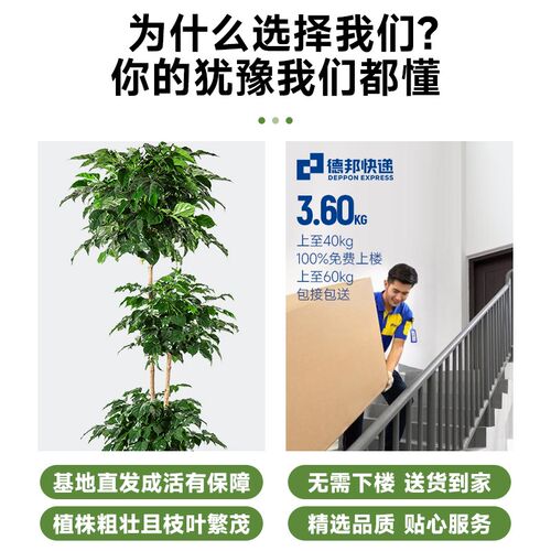 三层幸福树客厅盆栽大型绿植办公室内大号盆景植物净化空气好养活