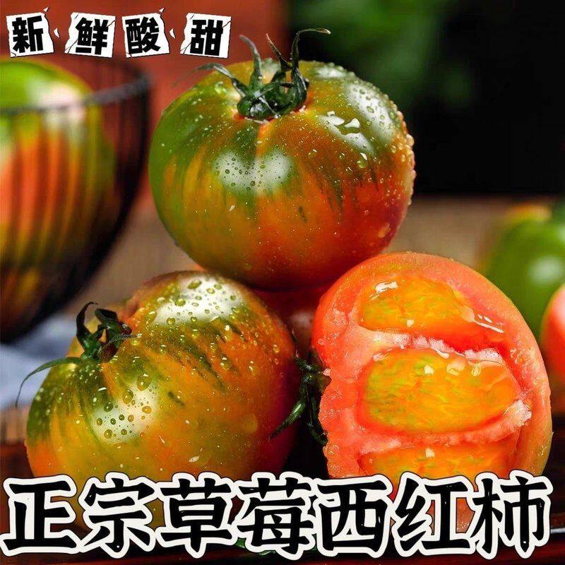 东北草莓柿子正宗酸甜可口现摘现发皮薄多汁番茄新鲜彩色西红柿