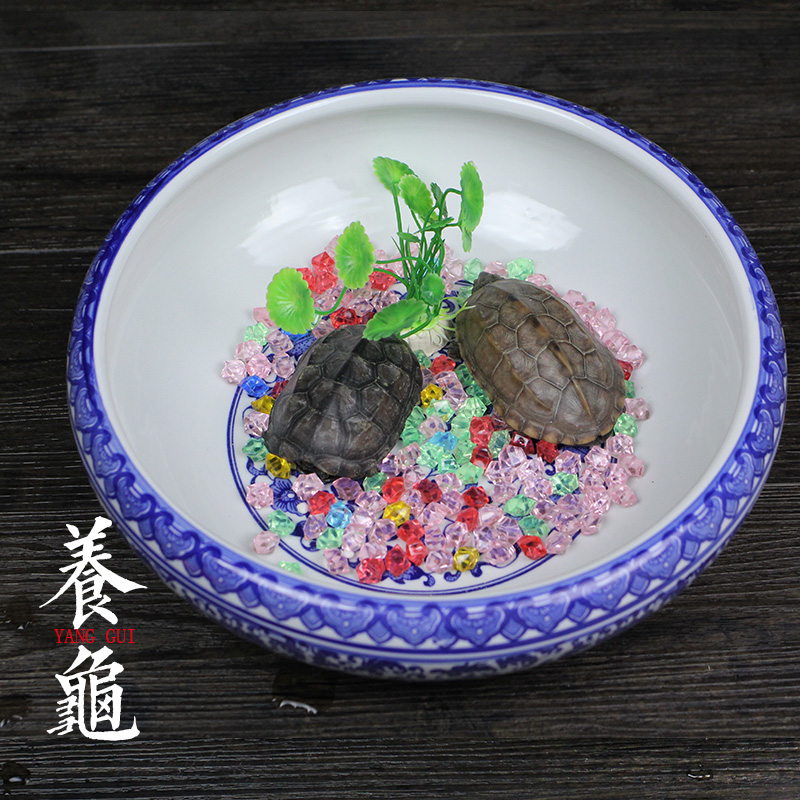 景德镇陶瓷鱼缸金鱼缸乌龟缸荷花睡莲缸盆栽碗莲花盆茶洗笔洗大号