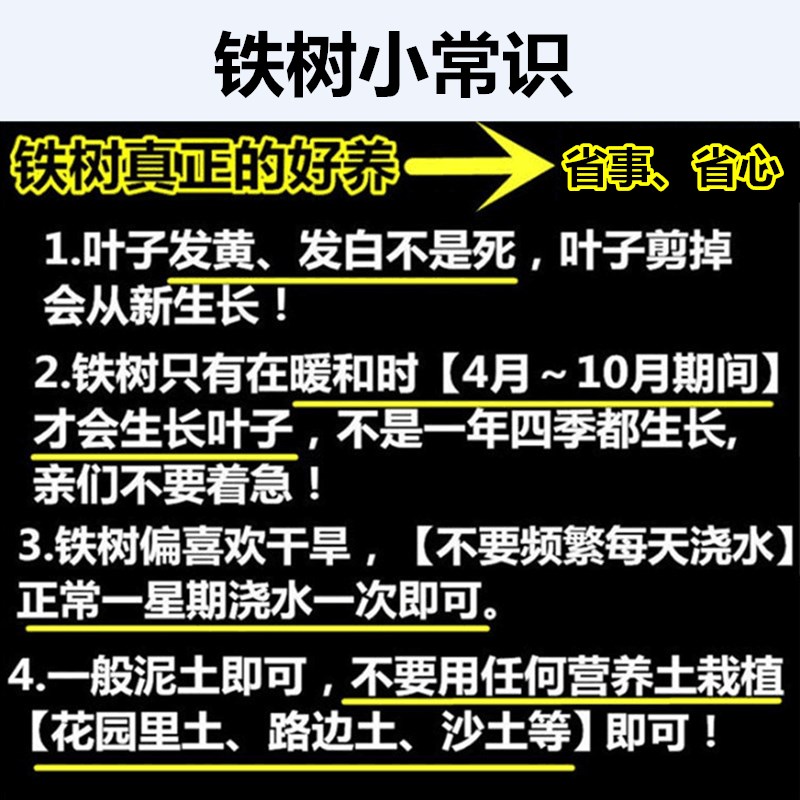 铁树盆景 铁树小苗  客厅盆栽 四季常青植物 盆栽铁树室内外盆栽