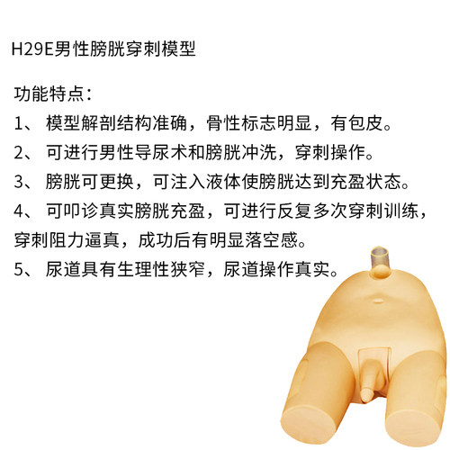 泰贵医学TG/H29E男性膀胱穿刺模型导尿冲洗注入液体解刨结构骨性