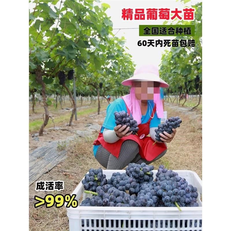 葡萄树阳光玫瑰蓝宝石巨峰葡萄南方北方种植庭院爬藤果树苗,家居饰品,户外/庭院摆件,淘宝优惠券,粉丝福利购,淘宝优惠卷