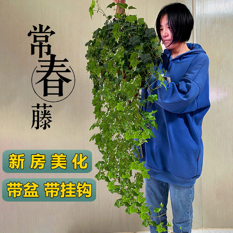金边常春藤盆栽爬藤室内垂吊兰植物好养办公室桌面庭院四季青,鲜花速递/花卉仿真/绿植园艺,绿植,淘宝优惠券,粉丝福利购,淘宝优惠卷