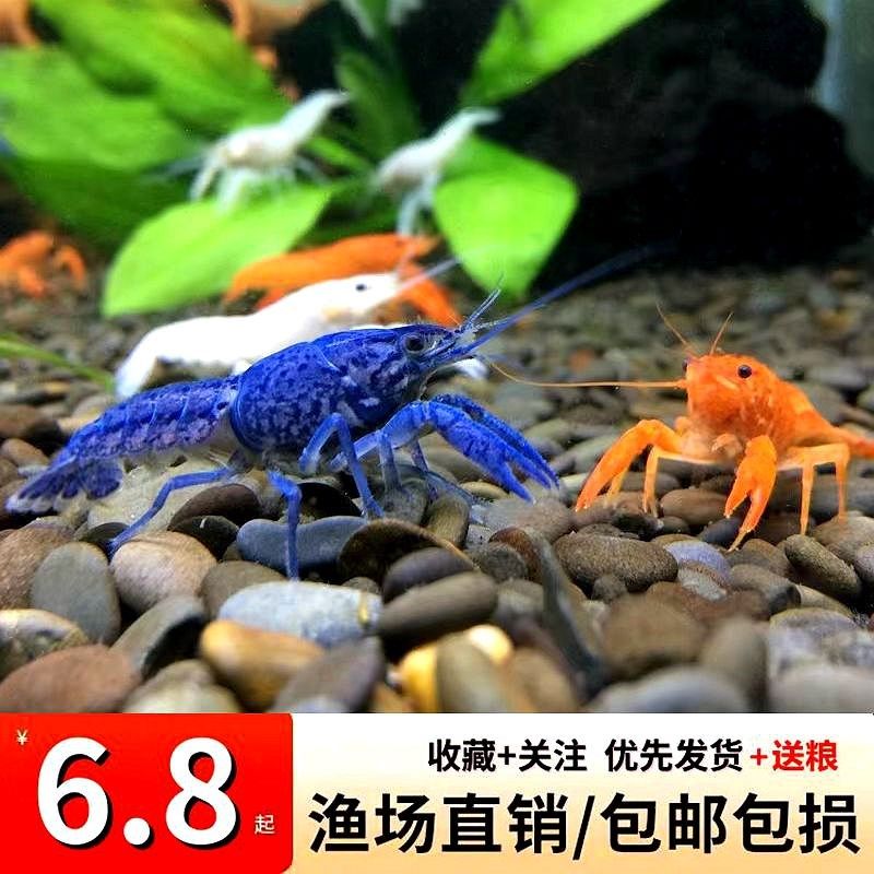 螯虾观赏虾淡水族宠物虾天空蓝魔虾火山破坏者鳌虾橘白蓝色小龙虾