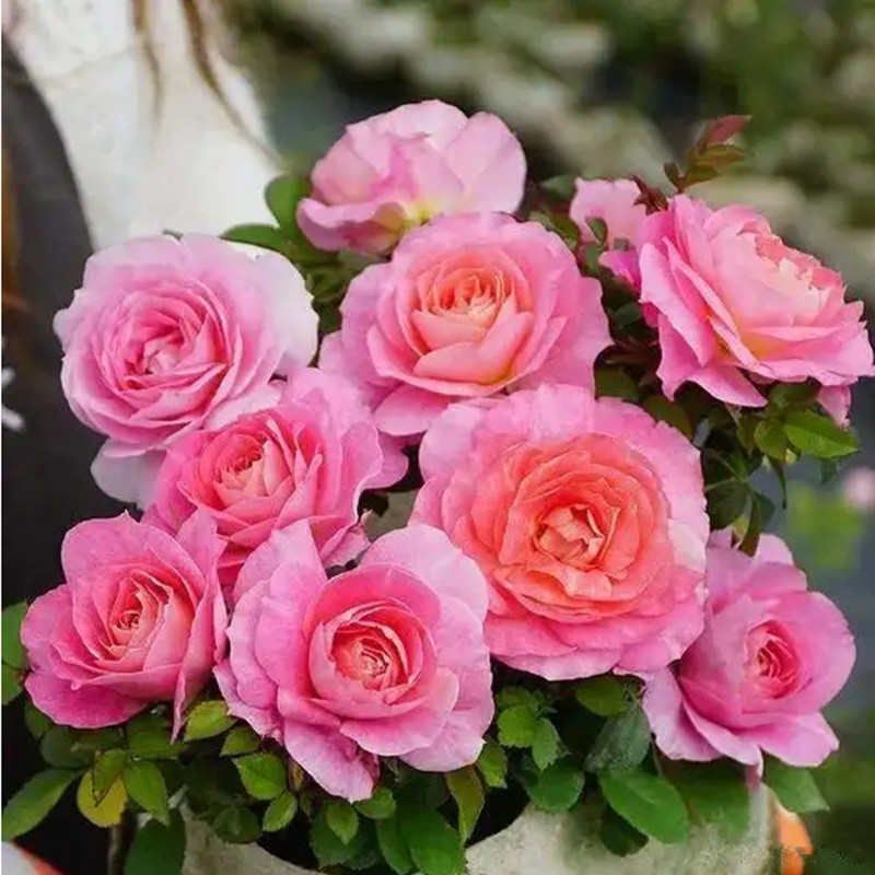 海神王月季花苗开花玫瑰小苗四季盆栽花卉爬藤植物藤本蔷薇树绿植,鲜花速递/花卉仿真/绿植园艺,月季/蔷薇/玫瑰,淘宝优惠券,粉丝福利购,淘宝优惠卷