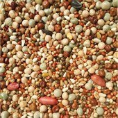 幼鸽粮 鸽粮全国5斤 无玉米 特A级 观赏鸽信鸽粮 包邮