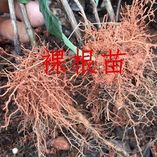 福鼎白茶苗茶树苗茶苗华茶2号茶苗大毫苗程基里茶苗