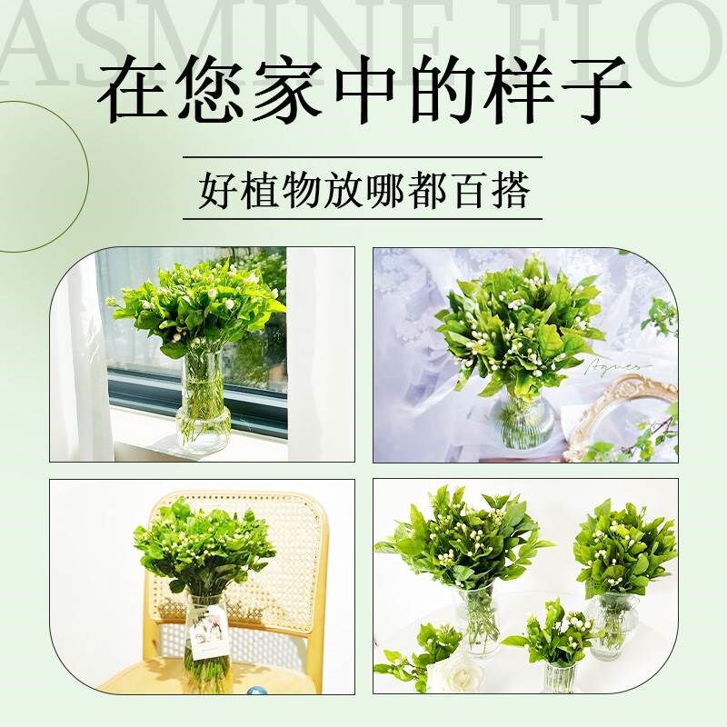 茉莉花水培植物盆栽办公室内桌面好养适合懒人养的花卉绿植九里香