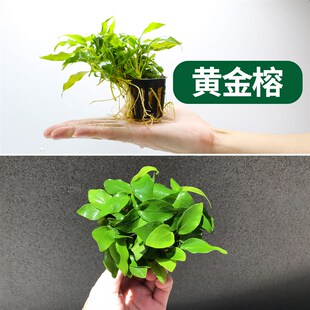 蜈蚣绿菊莫斯火山石定植懒人水草鱼缸造景小水榕瓦利斯榕巴榕沉木