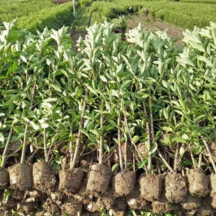 庭院绿化植物冬青珊瑚苗法国冬青苗四季常青围墙树苗篱笆苗常绿