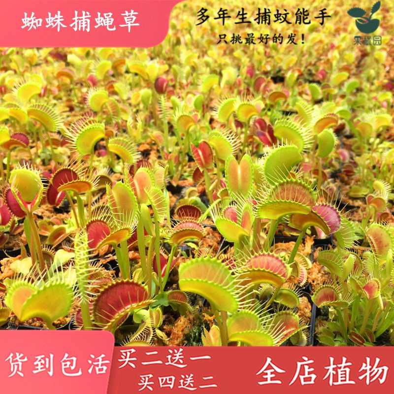 蜘蛛捕蝇草【夏季全直立型捕蚊草食虫植物食虫草冬季贴地生长】