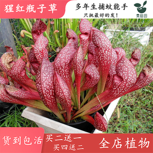 猩红瓶子草【食虫草包邮绿植花卉盆栽造景观阳台花园食虫植物】