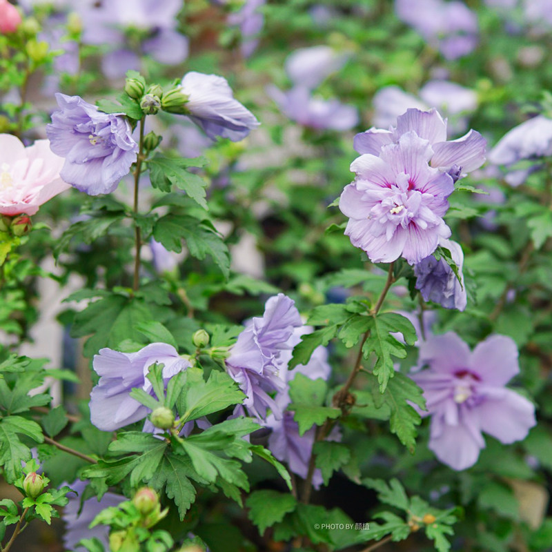 木槿盆栽庭院花园篱笆花灌木沙漠玫瑰夏季开花粉雪纺紫裙耐热花卉