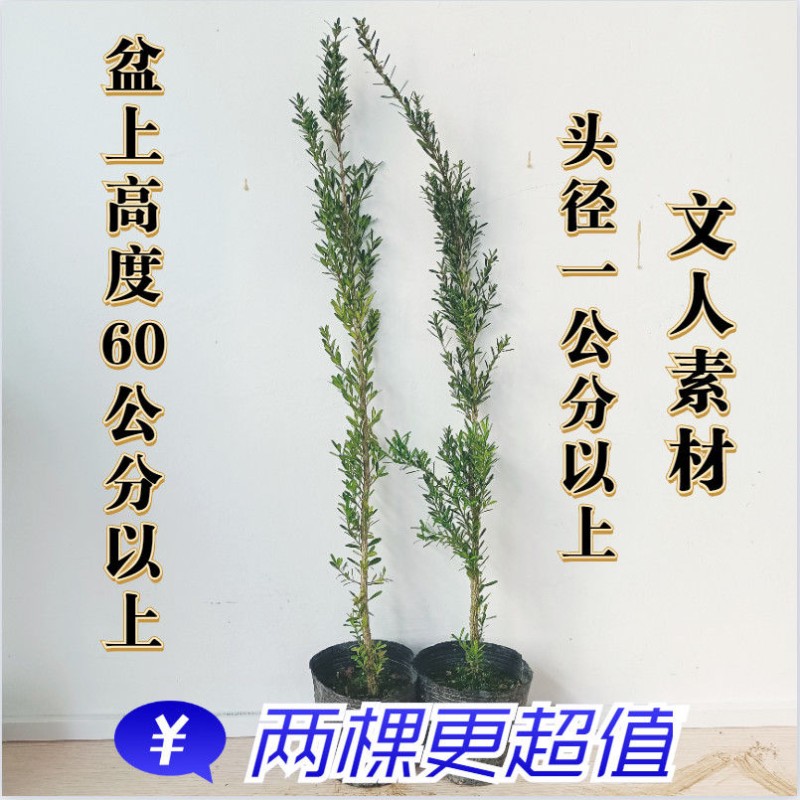 黄杨盆景龙鳞黑珍珠米叶雀舌皱皮名贵树苗进化空气室内外常青绿植