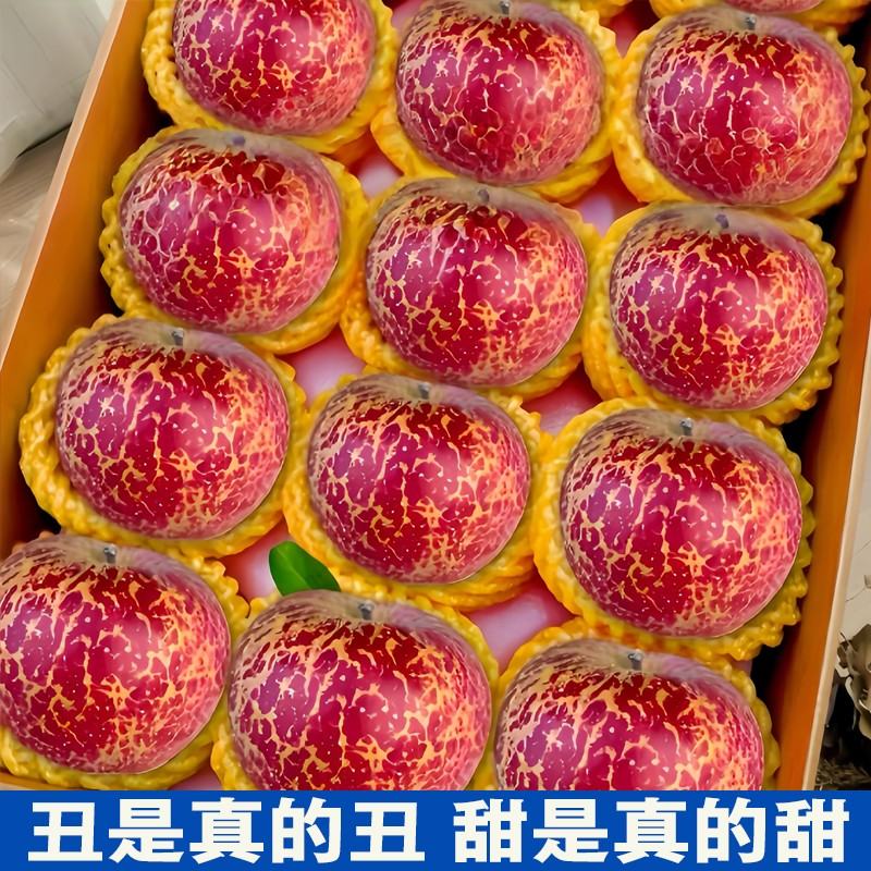 26年新果正宗当季云南昭通红露丑苹果产地直发高原果园现摘鲜水果