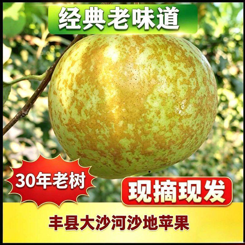 酸脆甜老品种金帅苹果果园现摘现发大沙河新鲜时令水果坏果包赔