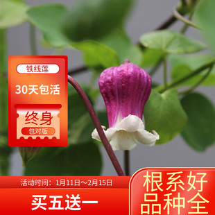 黄姐园艺铁线莲 玉 克里斯天使 残月 草莓吻 铃铛 胭脂扣丰花易养
