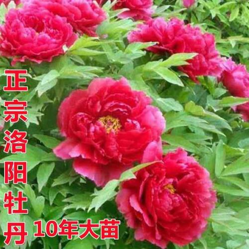 洛阳牡丹花苗重瓣大花10年大苗耐寒庭院阳台大花苞红黑牡丹树老桩