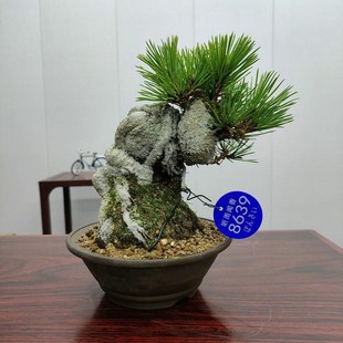 三河黑松矮霸小坨坨盆景精品盆栽小品室内长青植物一手托根系好