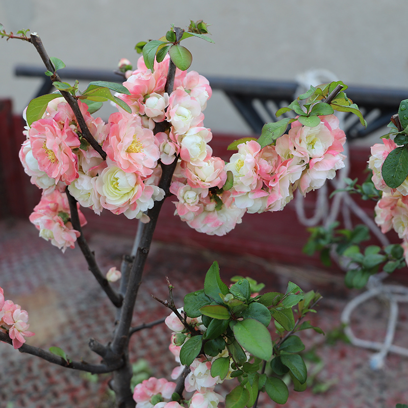 新品种初心牡丹海棠 长寿冠海棠 绿海棠