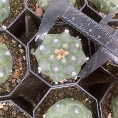 龟甲兜仙人球实生稀有品种贵货星兜无刺仙人球潮流绿植多肉植物