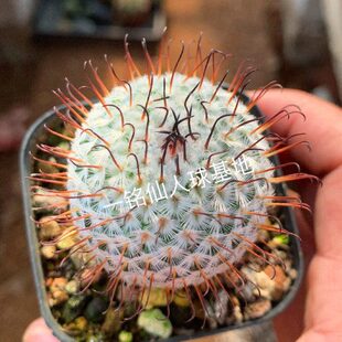 弯刺佩雷仙人球曲刺佩蕾乳突球属白色刺可爱型多肉植物阳台好养