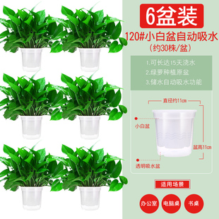 绿萝盆栽花卉植物室内新房家用吸除甲醛长藤垂吊水培绿植大叶绿箩