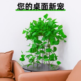 绿萝植物室内吸甲醛绿箩盆栽桌面摆放盆栽绿萝长藤款 办公室好养