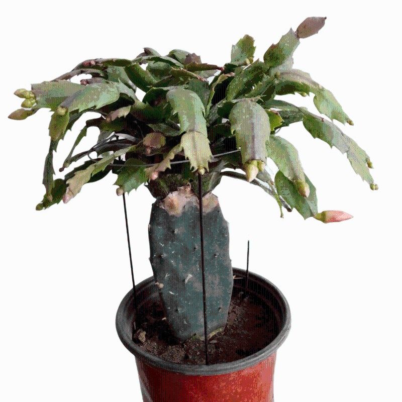 多色叶仙嫁接蟹爪兰盆栽阳台多肉仙人掌双层砧木单层叶片冬季观花