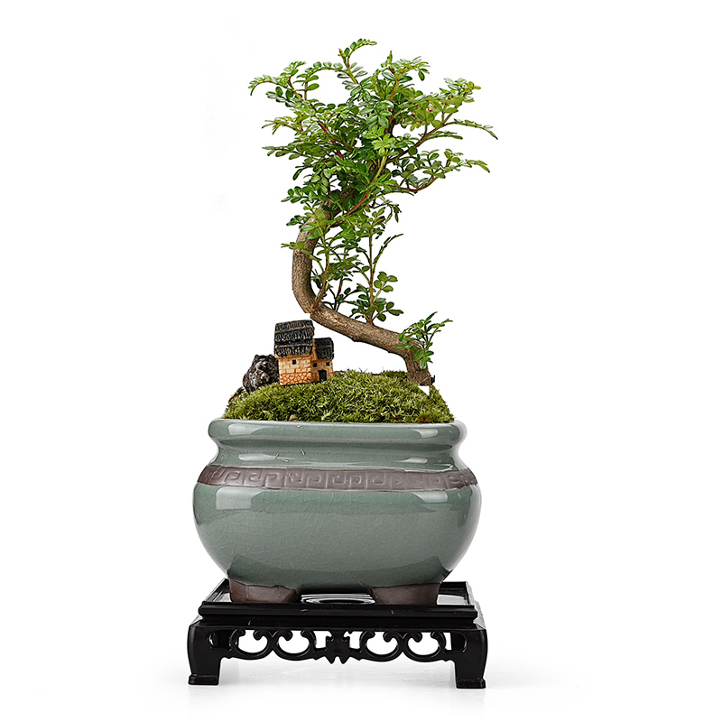 造型清香胡椒木发财树盆景栽室内客厅净化空气绿植防虫驱蚊草植物