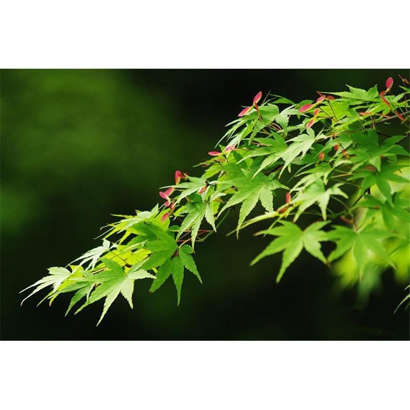 流泉枫树黄金枫树苗红枫树苗羽毛枫树I苗枫风景树苗鸡爪槭树苗图片