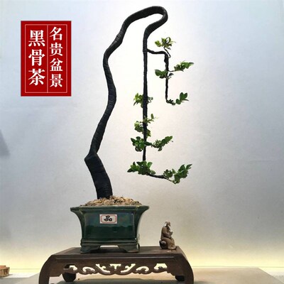 小叶紫檀树桩盆景树室内阳台盆栽客厅庭院绿N植黑骨茶驱蚊耐寒树