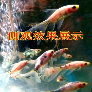 冷水金鱼星云玻璃透明鱼无鳞软鳞观赏鱼好养锦鲤草金兰花锦鲫鱼苗