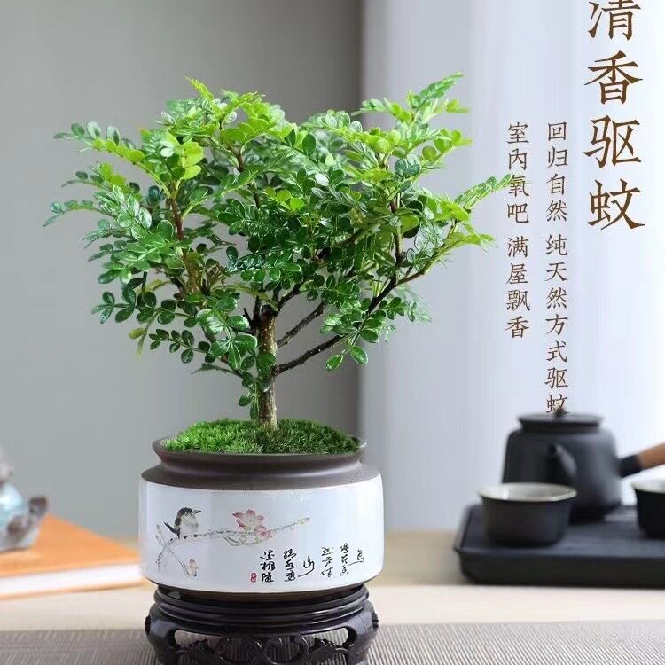 蚊子克星植物驱蚊草n室外祛蚊植物去蚊子清香胡椒木盆栽九里香绿