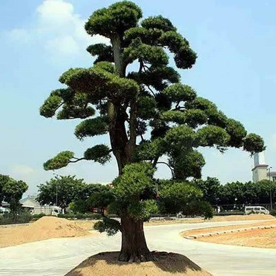 黑松树苗真d罗汉松大树迎客松庭院名贵树盆景造型树别墅大型罗汉