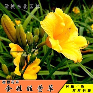 金娃娃萱草 八宝景天宿根花卉花苗植物G 多年生庭院花卉 常年开花
