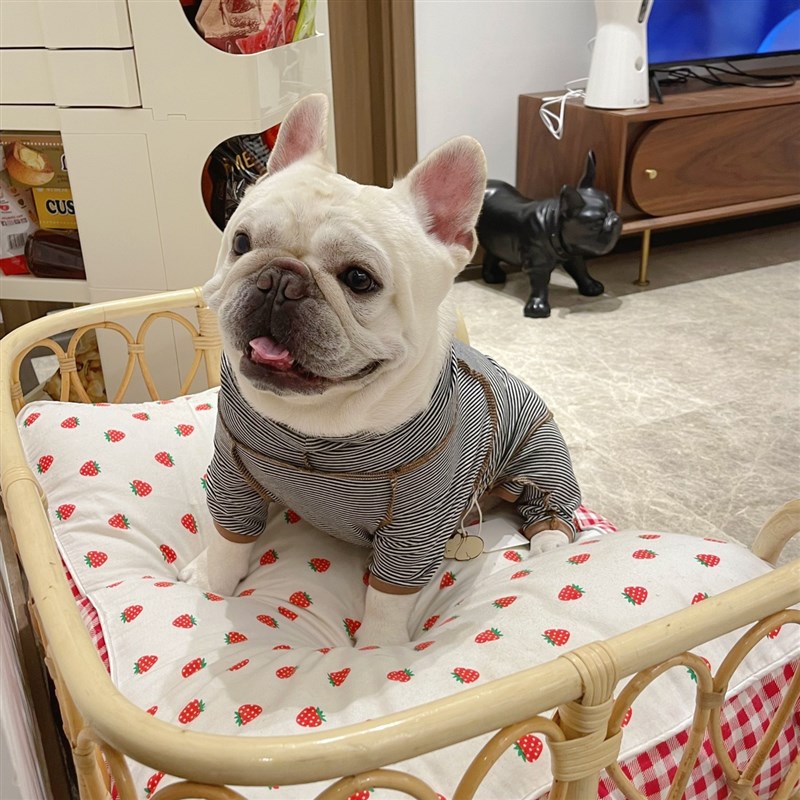 卤十娘法斗英斗恶霸堆领四角包肚裤狗狗衣服