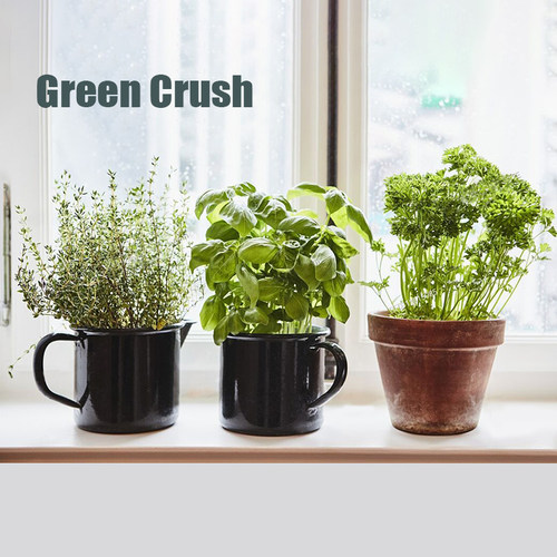 植迷者香草种子组合盆栽三件套罗勒欧芹百里香种植物套装室内送礼