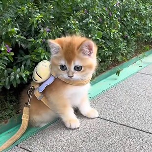猫咪牵引绳宠物可爱蜜蜂胸背绳外出家用防丢可调节遛猫绳狗狗通用