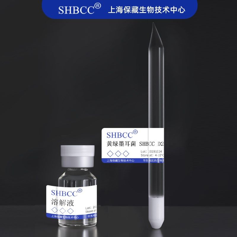 黄绿墨耳菌冻乾粉促进诱导白木香树泌脂结香沉香菌种D度活化