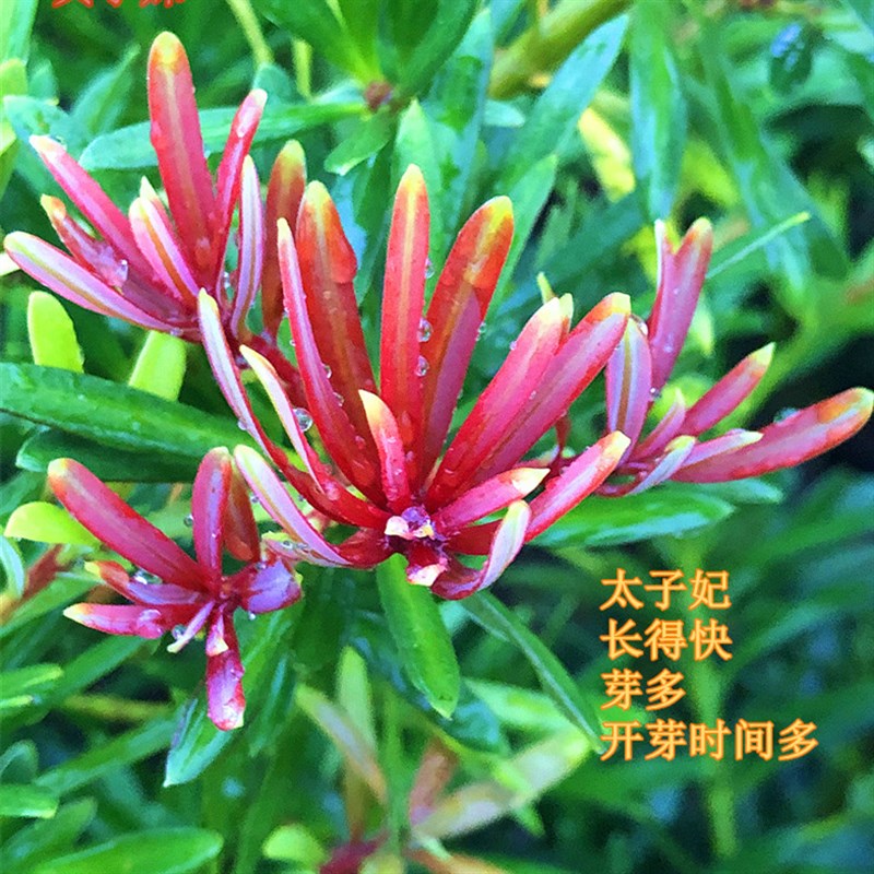 海岛红芽太子妃罗汉松办公室盆景客厅旺宅花卉庭院绿植物盆栽树苗